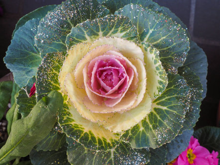 Colorful of cabbageの写真素材