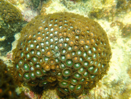 Underwater, Zooanthid