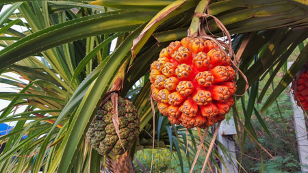 Red screw pineの写真素材