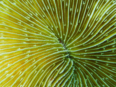 mushroom or Fungia coral species in the tropical coral reefの写真素材