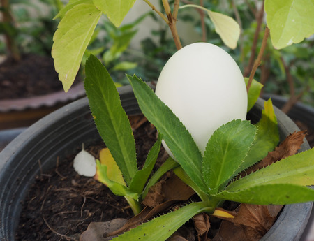 Egg decoration on the plant, Easterの写真素材