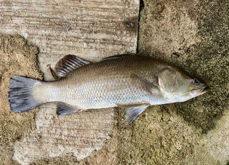 Asian sea bass or giant perch fishの写真素材