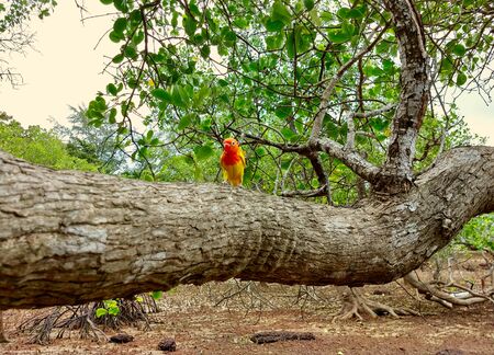Colourful parrot bird on the branchの写真素材