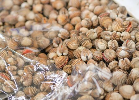 Freshness cockle or scallop in the marketの写真素材