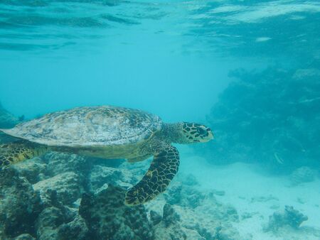 Sea turtle in the blue oceanの写真素材
