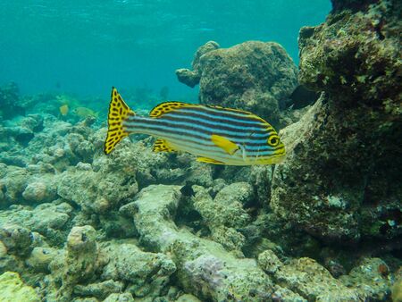 Oriental sweetlips fish in the coral reefの写真素材