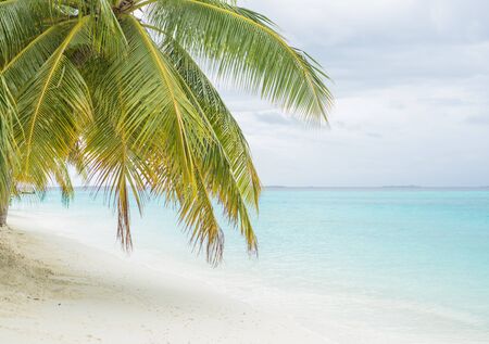 Palm tree on the beautiful sand beach at Maldiveの写真素材