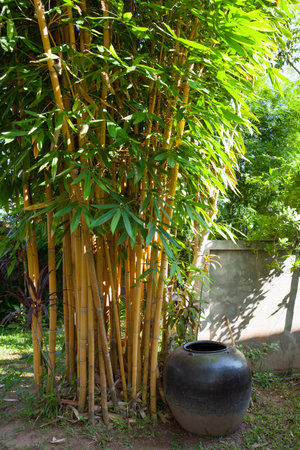 Bamboo with ceramic potの写真素材