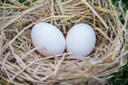 Eggs in the nest.