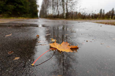 Colorful autumn leaf in a rain puddle on a deserted road with treesの写真素材
