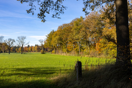 View of Dutch grassland with colorful trees in autumn with blue skyの写真素材