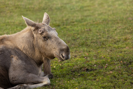 Looking moose lies on a grassの写真素材
