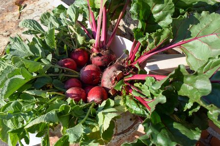 Freshly harvested radishes and beets from an urban garden and placed inside a bowlの写真素材