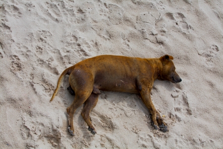 Dead dog on the beachの写真素材