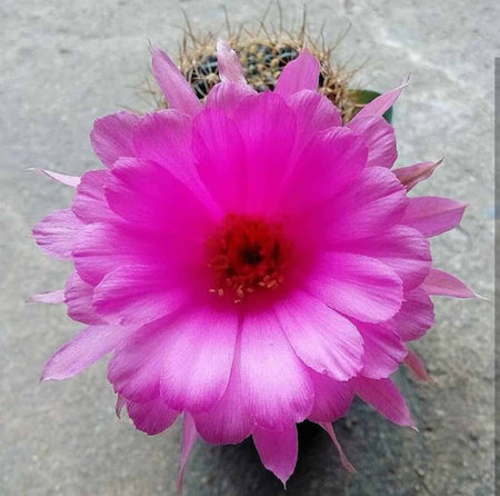 (Cactus) is a succulent plant with a beautiful shape and variety, easy to tolerate any environment.の写真素材