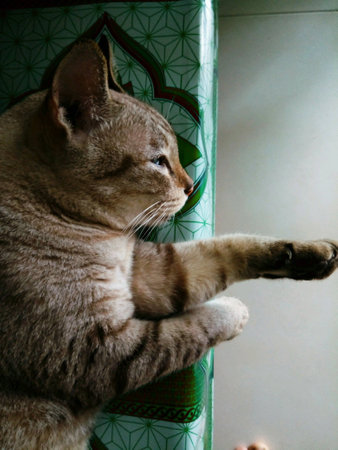 Cute cat is going to fall asleepの素材