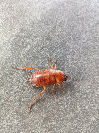 The Turkestan cockroach is primarily an outdoor insect, not known as an aggressive indoor pest,