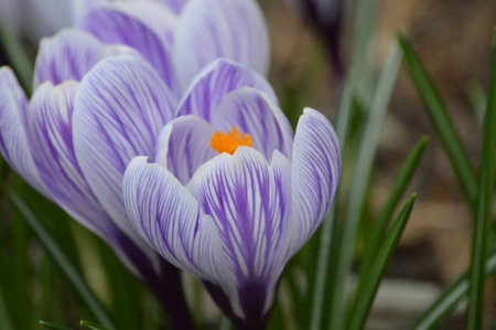crocusesの写真素材