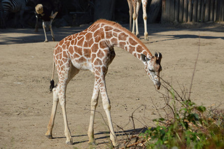 giraffeの写真素材