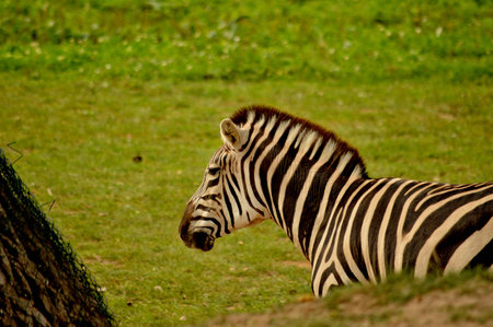 African natureの写真素材