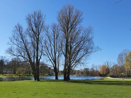 Bare trees in a field with a pond in the distanceの写真素材