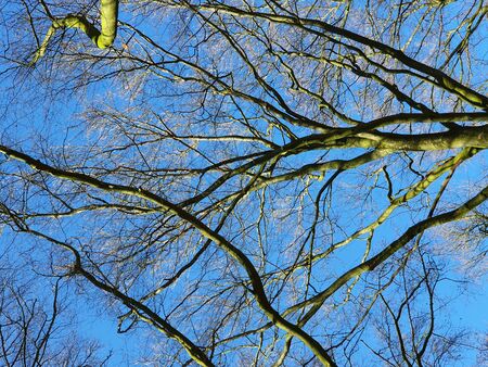 Trees without leaves on a sunny spring day against a blue sky