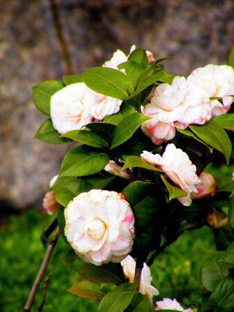 white yellow flowerの写真素材