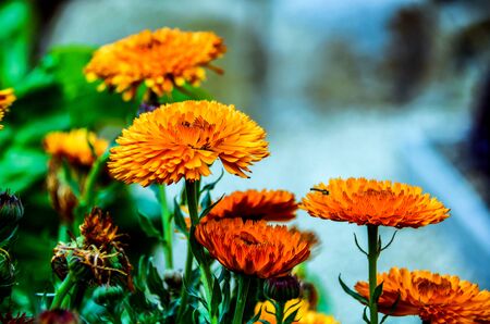 Close-up of beautiful open flowers in spring in the garden