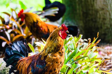 Colorful rooster in the Paloma de Benalmadena parkの写真素材