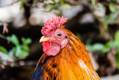 Colorful rooster in the Paloma de Benalmadena park
