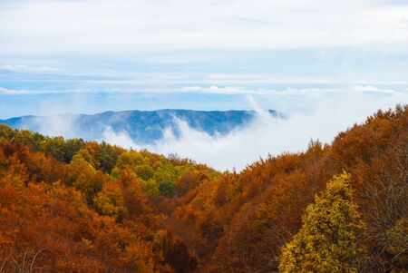 Colorful trees and leaves in autumn in the Montseny Natural Park in Barcelona