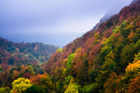 Autumn landscape in the forest of La Fageda de Grevolosa in La Garrotxa