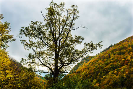 Autumn landscape in the forest of La Fageda de Grevolosa in La Garrotxaの写真素材