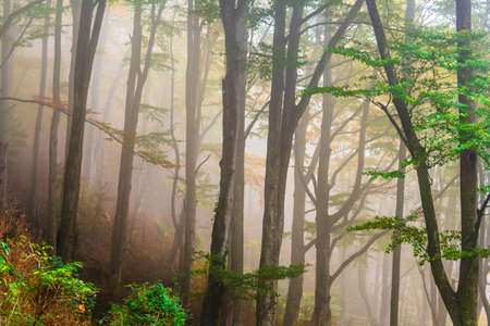 Autumn landscape in the forest of La Fageda de Grevolosa, Barcelona, Catalonia
