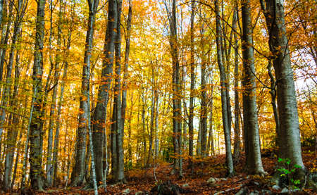 Colorful trees and leaves in autumn in the Montseny Natural Park in Barcelona, Spain