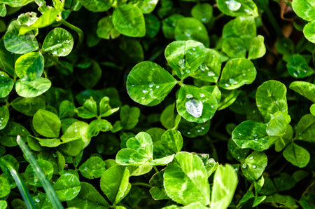 Top view of water drops on plant leaves