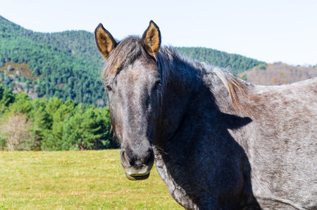 Beautiful horse grazing in the green fields of Ribes de Freser, Girona, Spainの写真素材