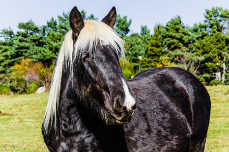 Beautiful horse grazing in the green fields of Ribes de Freser, Girona, Spainの写真素材