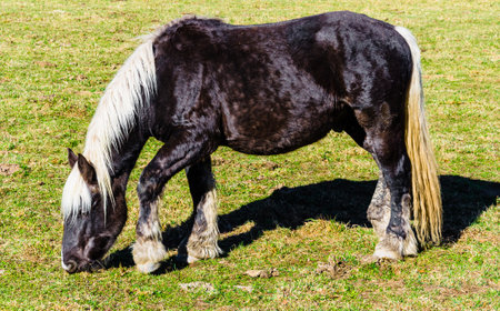 Beautiful horse grazing in the green fields of Ribes de Freser, Girona, Spainの写真素材