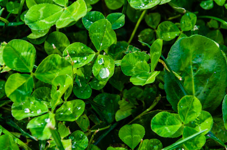 Top view of water drops on plant leaves