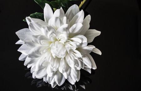 White flower macro on decorative black backgroundの写真素材