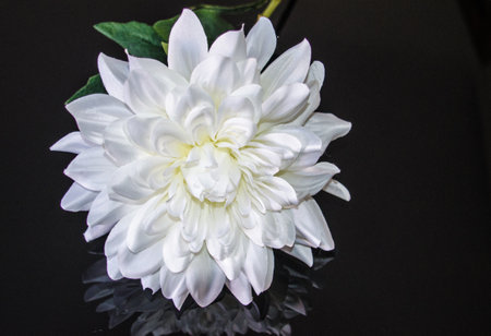 White flower macro on decorative black backgroundの写真素材