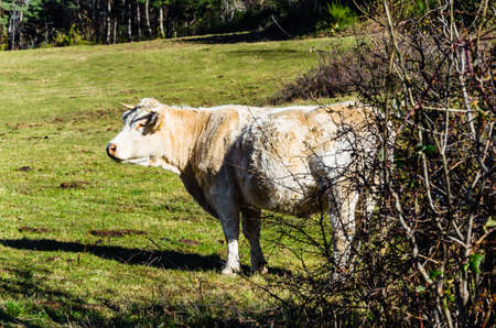 Group of cows grazing in the green fields of Ribes and Freser in Girona, Spainの写真素材