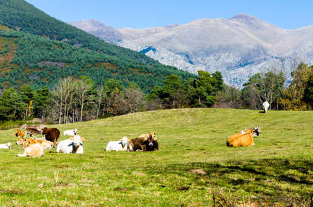 Group of cows grazing in the green fields of Ribes and Freser in Girona, Spainの写真素材