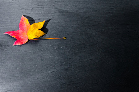 Dry fallen leaves of the tree on a dark background