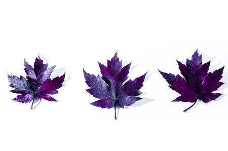 Autumn dry leaf fallen from tree on white backgroundの写真素材