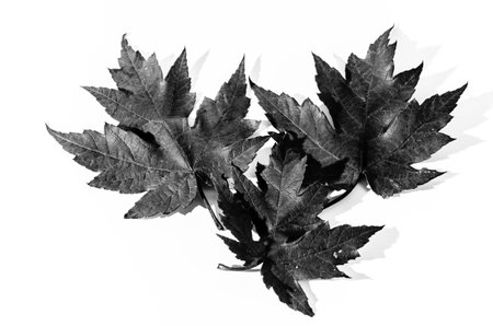 Autumn dry leaf fallen from tree on white backgroundの写真素材