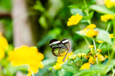 Glass or mirrored butterfly, transparent) (Greta Oto), lepidopteronの写真素材