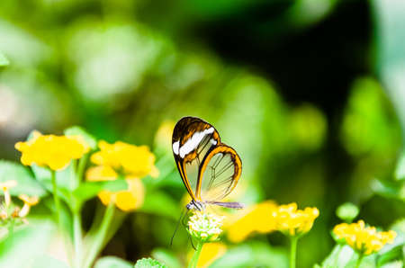 Glass or mirrored butterfly, transparent) (Greta Oto), lepidopteronの写真素材