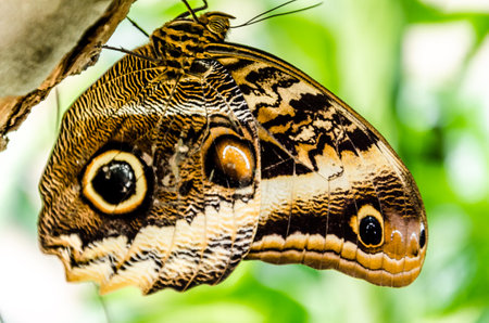 Owl butterfly (Caligo Memnon), lepidopteron